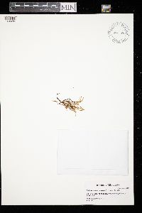 Aulacomnium palustre image