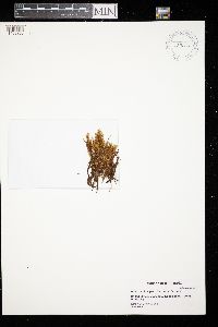 Aulacomnium palustre image