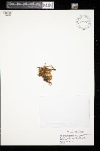 Aulacomnium palustre image