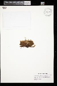 Aulacomnium palustre image