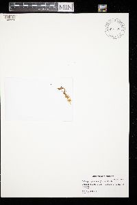 Calliergon giganteum image