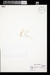 Pseudocalliergon trifarium image