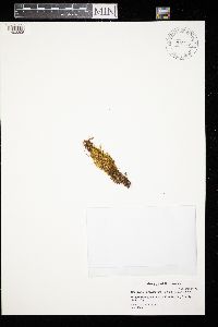 Campylium polygamum image