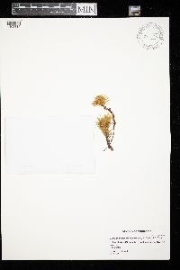 Climacium dendroides image