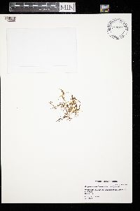 Limprichtia cossonii image