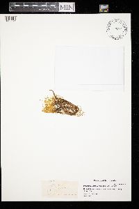 Hamatocaulis vernicosus image