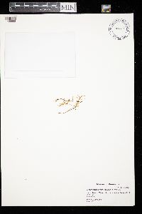 Hamatocaulis vernicosus image