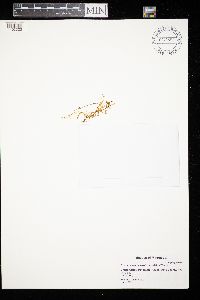 Hamatocaulis vernicosus image