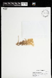 Sphagnum contortum image