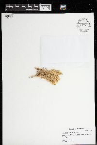 Sphagnum contortum image