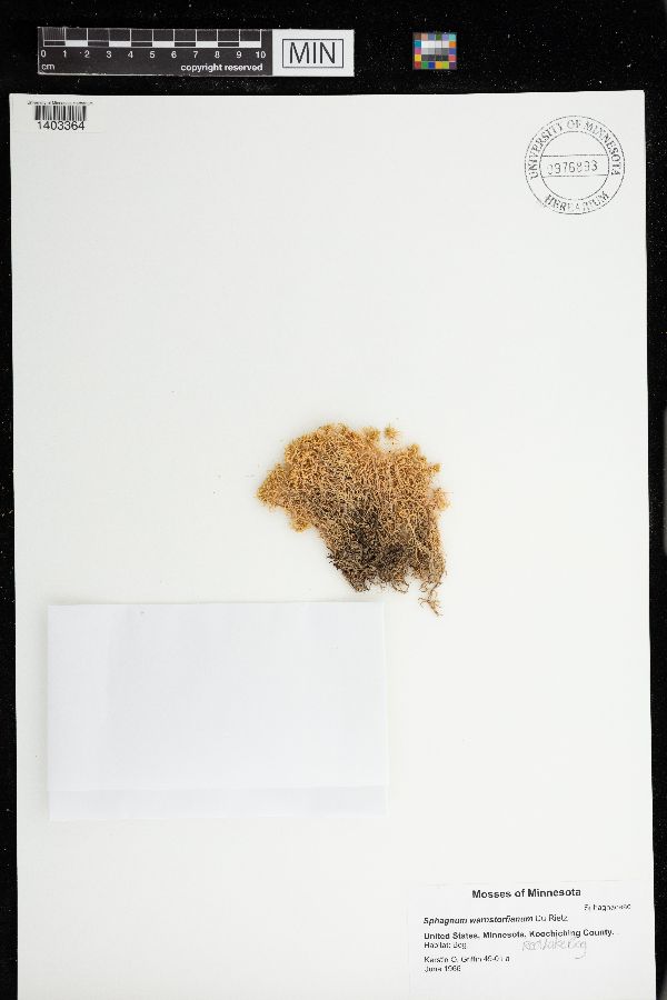 Sphagnum warnstorfii image