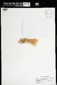 Sphagnum warnstorfii image