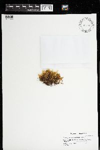 Tomentypnum nitens image