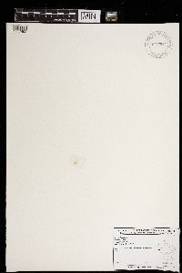 Riccia fluitans image