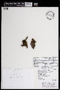 Pylaisiella intricata image