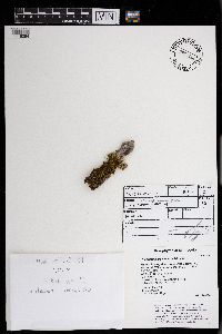 Lindbergia brachyptera image