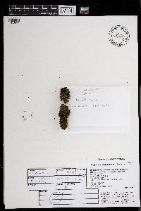 Plagiomnium drummondii image