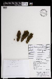 Leskea gracilescens image