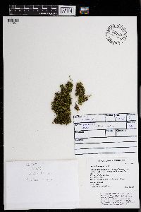 Pylaisiella selwynii image