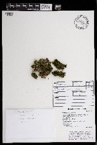 Pylaisiella selwynii image