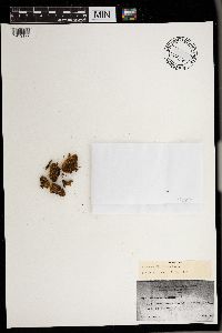 Dicranum flagellare image