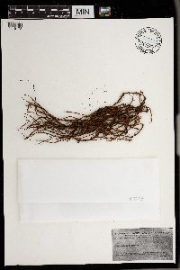 Polytrichum commune image