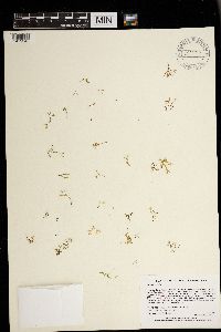 Riccia fluitans image