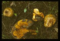 Paragyrodon sphaerosporus image