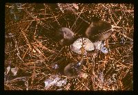 Entoloma vernum image