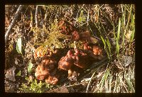 Gyromitra esculenta image