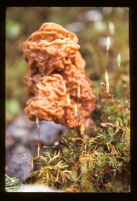 Gyromitra esculenta image