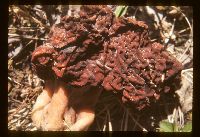 Gyromitra esculenta image