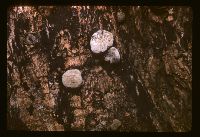 Daldinia concentrica image