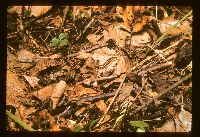 Microstoma floccosum image