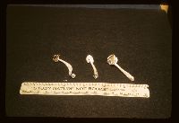 Helvella elastica image