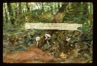 Helvella elastica image