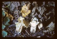 Helvella crispa image
