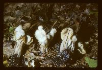 Helvella crispa image