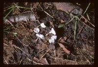 Helvella macropus image