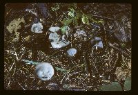 Humaria hemisphaerica image