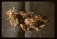 Humaria hemisphaerica image