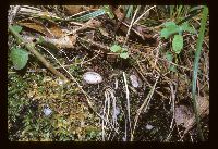 Humaria hemisphaerica image