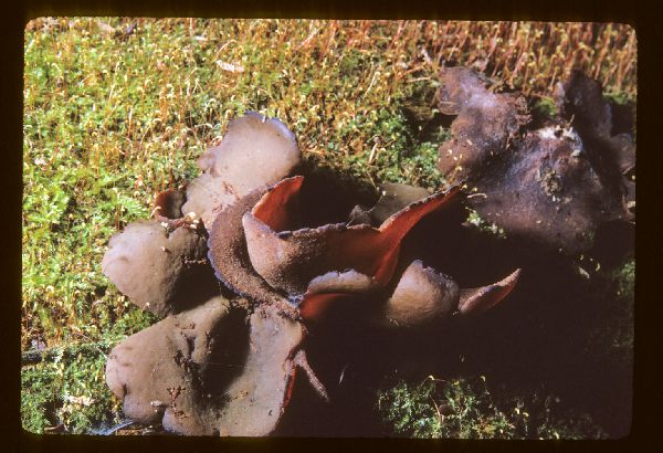 Peziza repanda image