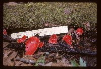 Sarcoscypha coccinea image