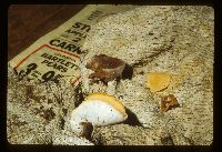 Image Associated With the Occurrence