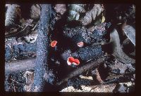 Sarcoscypha coccinea image