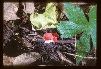 Sarcoscypha occidentalis image