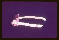 Media resource of Verpa conica