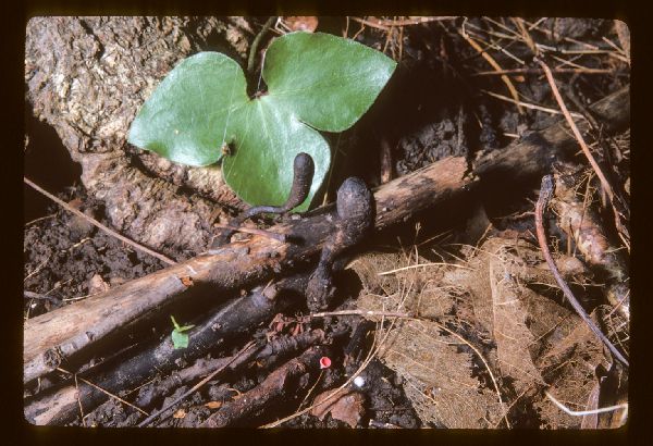 Xylaria polymorpha image