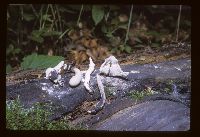 Xylaria polymorpha image